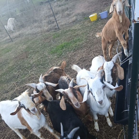 Meet your Posher, Crafty - Picture 3 of 3